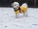 chien neige