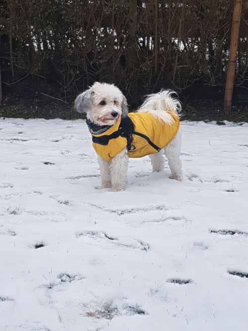 chien neige